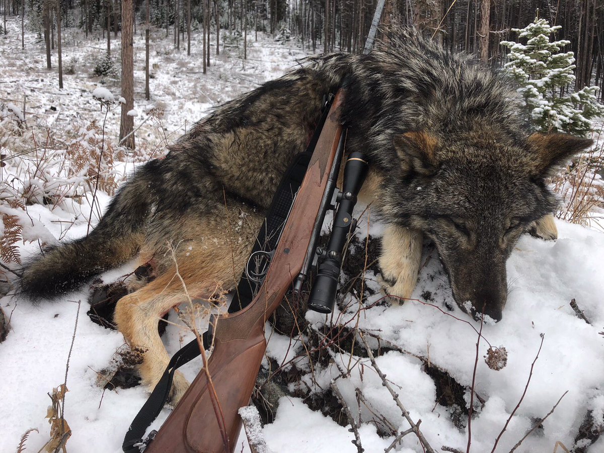 Ello_Jo_39C's tweet photo. (1/2)“Unperturbed by legal protections, humans still continue to persecute wolves, which over the past few decades, has been revealed as the main cause of wolf mortality” -from an essay I had written for my 39C research class #39canimals https://t.co/tkIM0amLWf