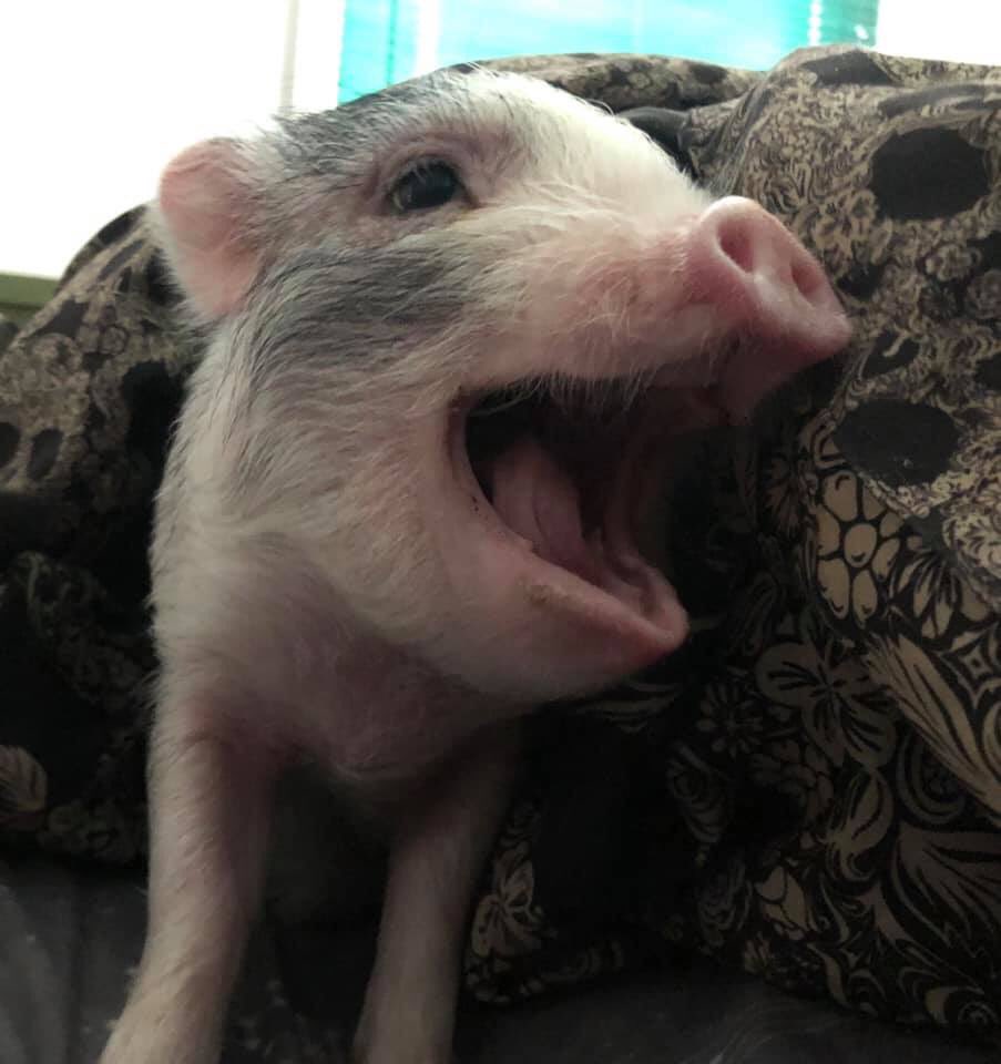 edenflesh's tweet photo. @AlexaBliss_WWE Peter Porker says HAPPY BIRTHDAY! 🐽 https://t.co/v2lcS5GwMo