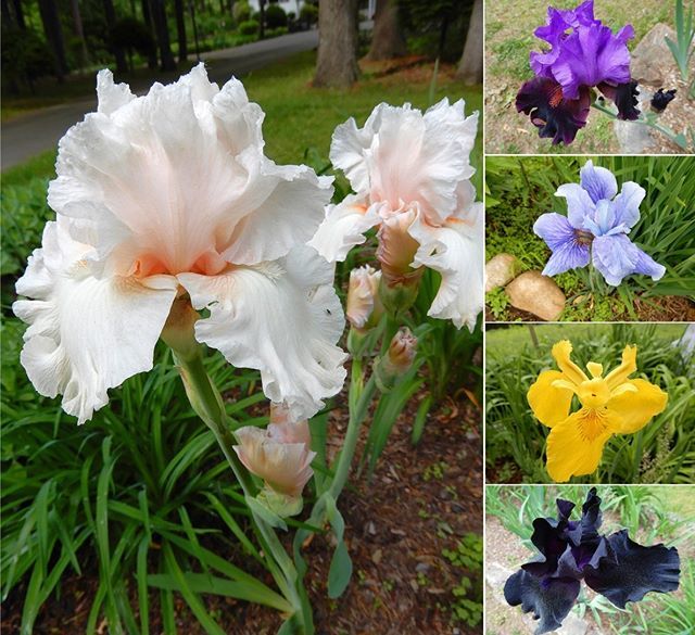 It's been a good week for the #Irises 😊 #garden #gardener #flowers #blooms #blossoms #gardenersofinstagram #nature #naturegirl #vegangirl #home #woods #plants #ephemeral #iris #spring #sunshine #colors 🌱☔️🌸🌹🌺🌻🌲🌳 bit.ly/2Ino4Jz
