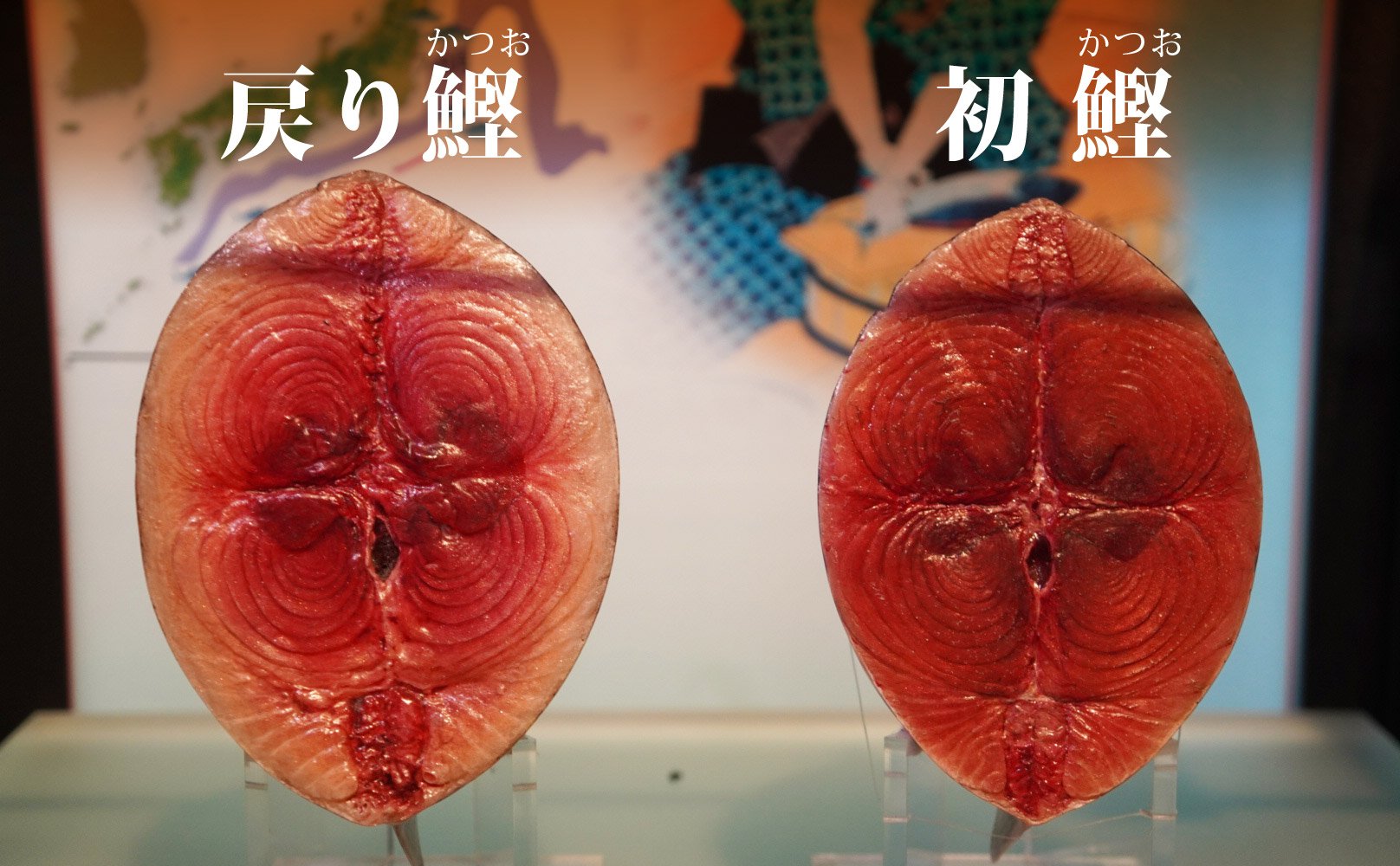 かはく 国立科学博物館公式 初鰹の旬もあとわずか 画像を見ると初鰹の方が少しスリムで戻り鰹は脂がのってるのが分かります この時期獲れるカツオが 初鰹 その後エサを捕食しながら 水温の低い親潮にぶつかるとｕターンして秋頃獲れるのが 戻り鰹