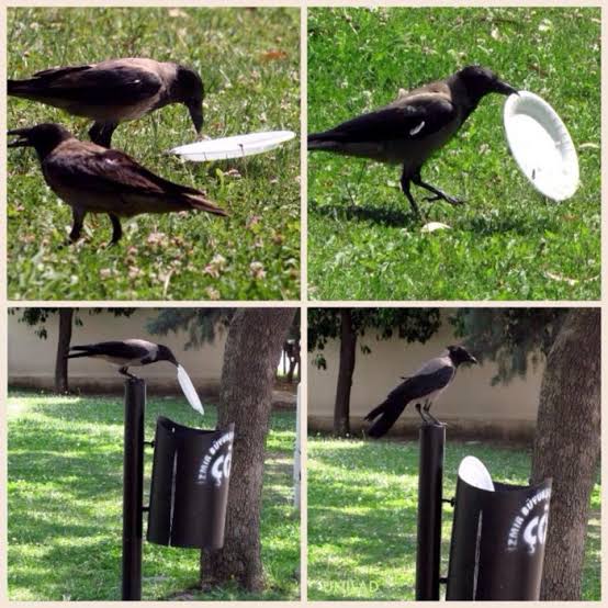 thirstycrow2014's tweet photo. The Thirsty Crow doing it's bit on #WorldEnvironmentDay https://t.co/xZXN6G95Ct