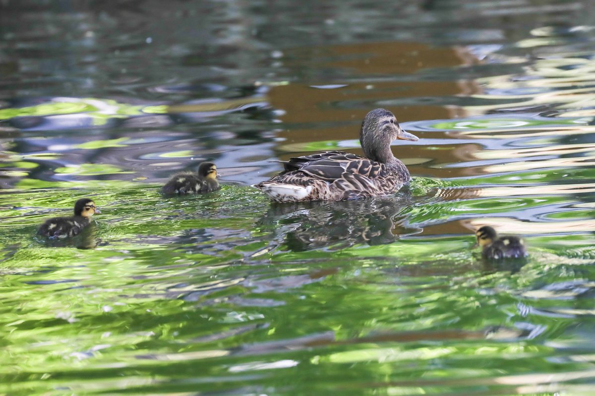 Live Zoo In あさひやま マガモのヒナが3羽 孵化していました これから ととりの村 はカルガモ キンクロハジロの ヒナたちで賑わいます By Sakurai Livezooinasahiyama 旭山動物園 ととりの村 マガモ お散歩 親子