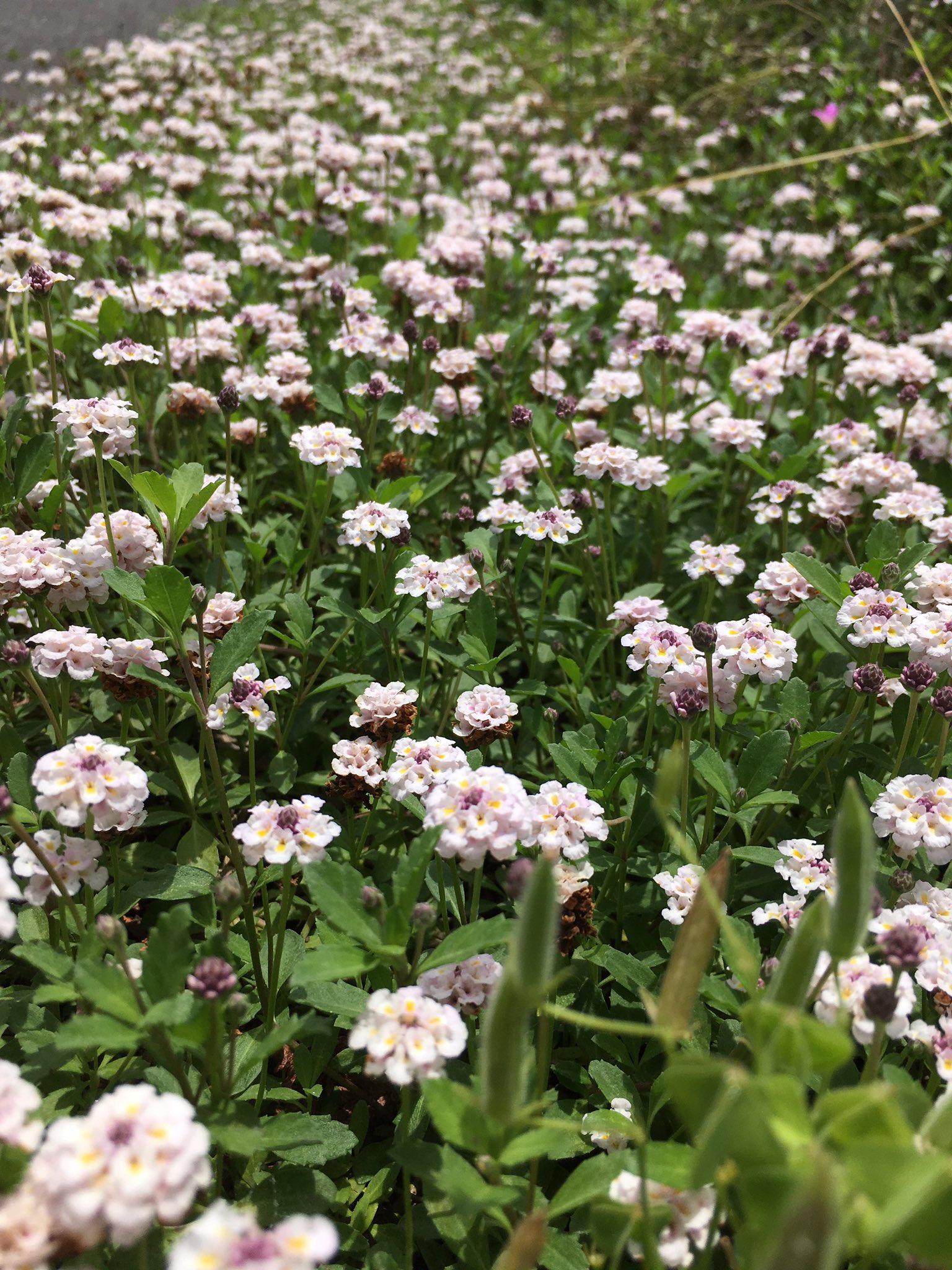 赤塚植物園オンライン 花の音 ヒメイワダレソウの絨毯 アップで見ると白と黄色と紫のコントラストが可愛い 花 ヒメイワダレソウ リピア グランドカバー T Co Auws6zmoyn Twitter