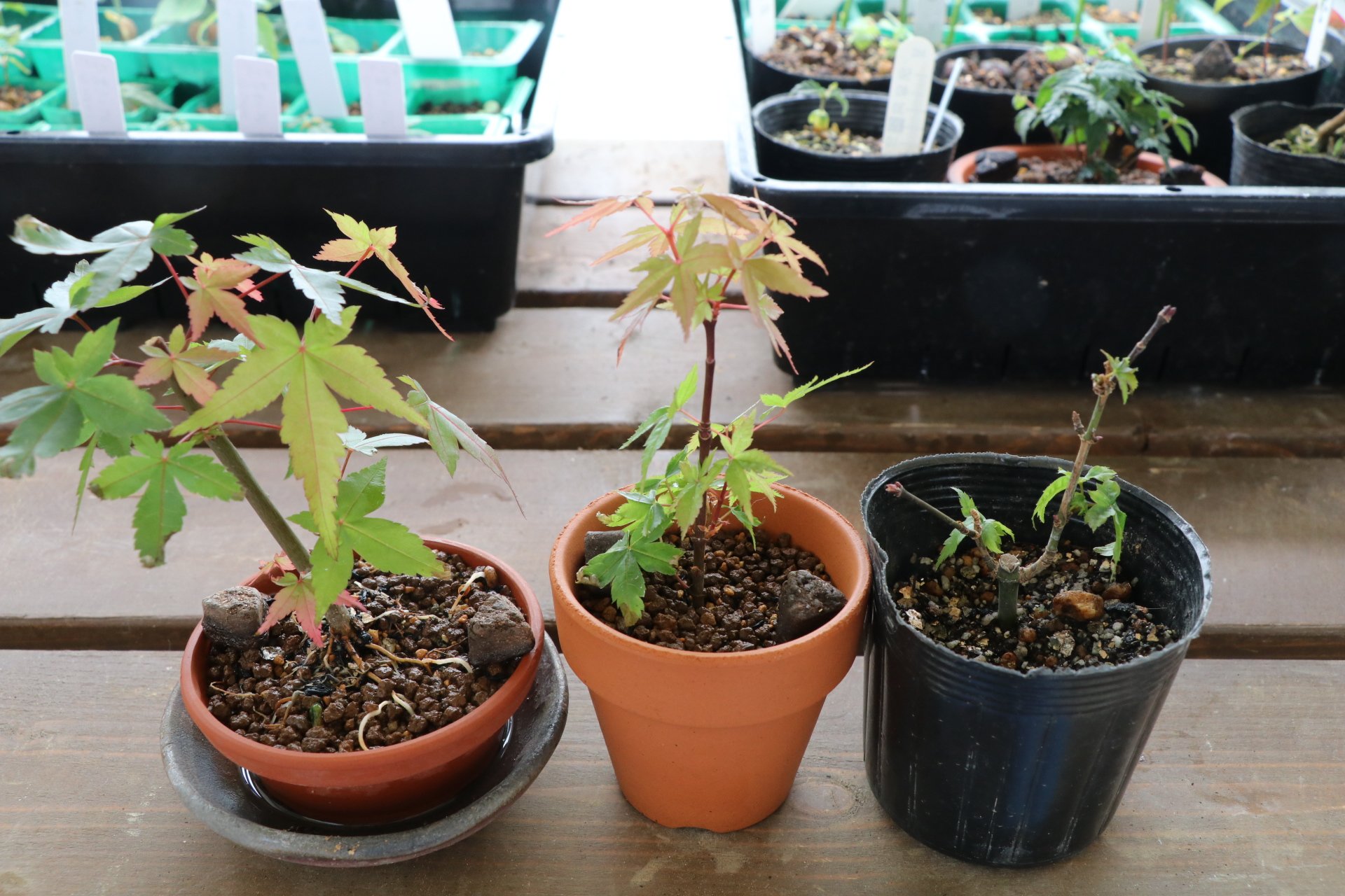 Twitter 上的 盆栽ストーリー 挿し木 で根が出ない原因は乾燥もあるかと思いますが 多くは腐ることが原因だと思います 出猩々を今年１月に 挿し木して ３本中２本成功です 失敗１本は葉が出ましたが無理そうです T Co 3pcb0od7a6 Twitter