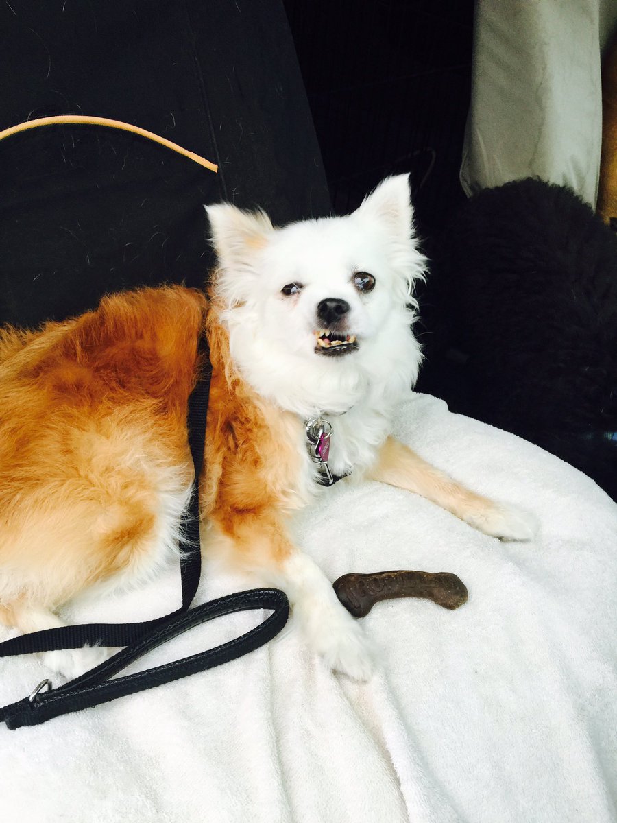 esp73's tweet image. my beautiful girl 🤣