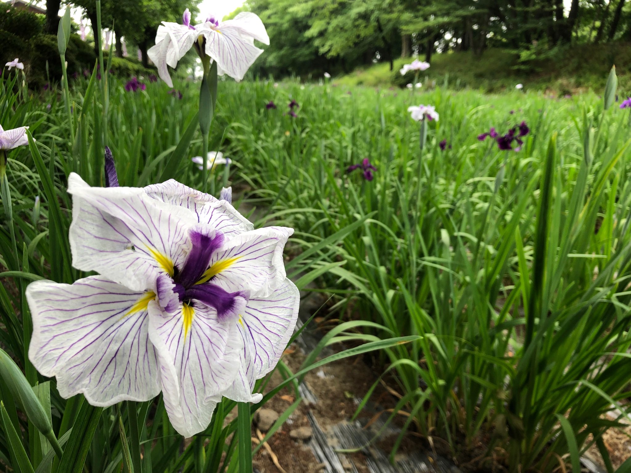 伊勢崎市観光物産協会 6月5日 本日の 赤堀花しょうぶ園 の様子です 現在の開花状況 は2 3部咲きといったところでしょうか 赤堀花しょうぶ園保存会の方々が ちょうど手入れ作業をされていました T Co Cecogbxfr5 伊勢崎市 花しょうぶ 国