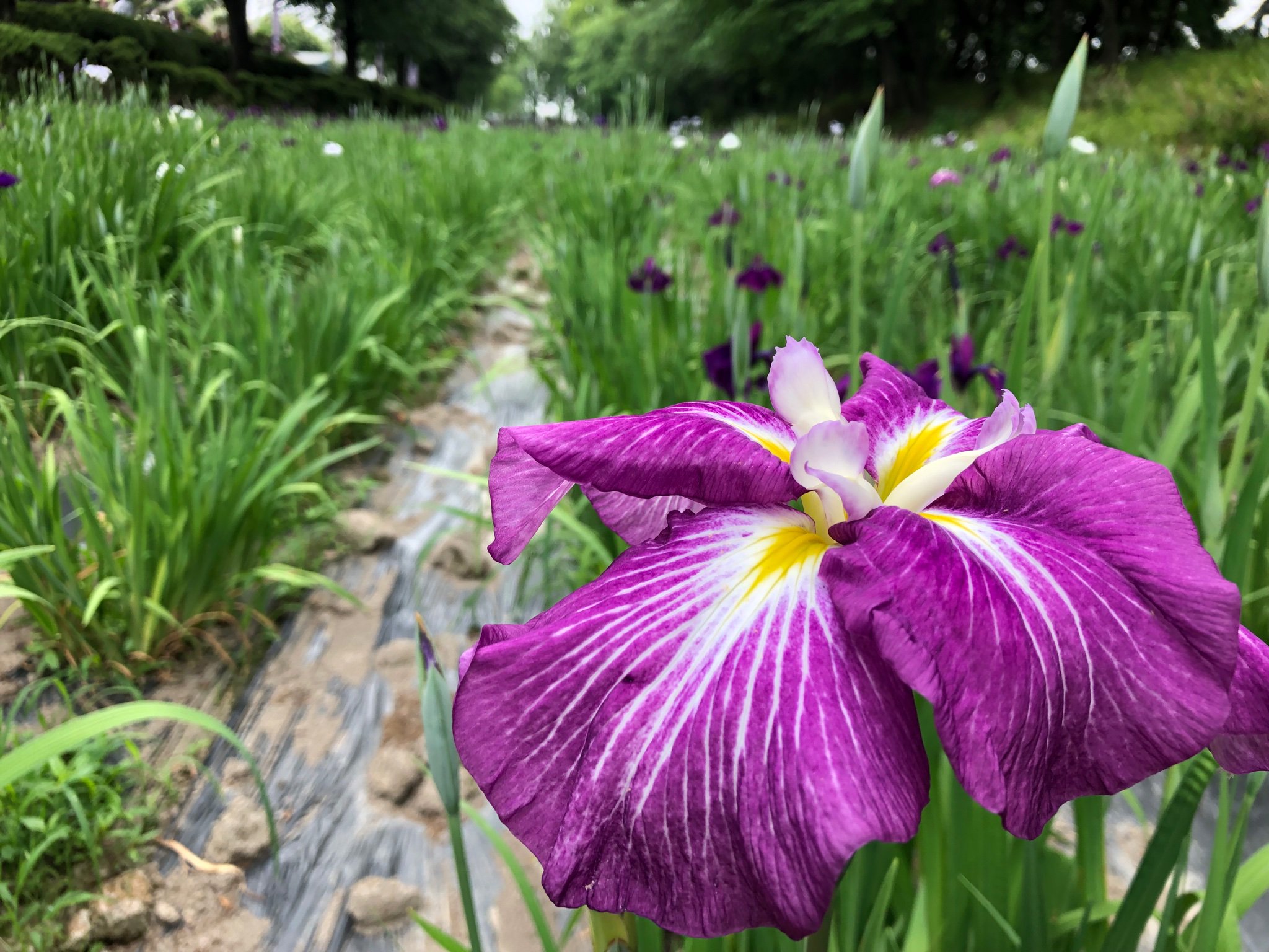伊勢崎市観光物産協会 6月5日 本日の 赤堀花しょうぶ園 の様子です 現在の開花状況 は2 3部咲きといったところでしょうか 赤堀花しょうぶ園保存会の方々が ちょうど手入れ作業をされていました T Co Cecogbxfr5 伊勢崎市 花しょうぶ 国