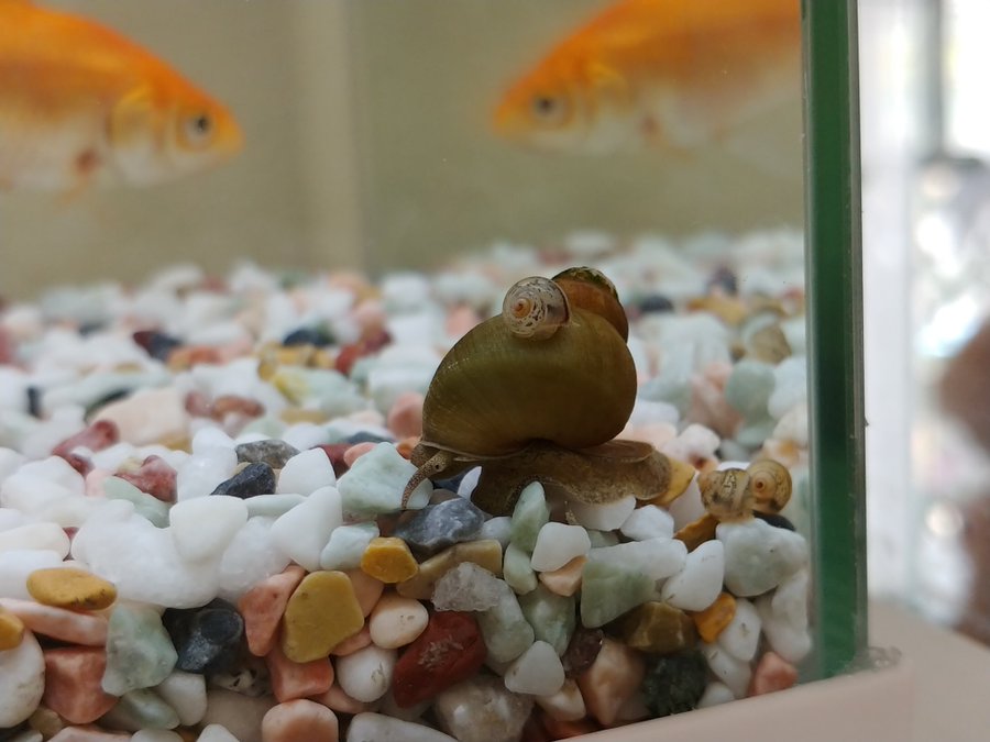 タニシの育て方 飼い方 水槽に何匹が適切なの エサは 寿命は 白い粘液これ何 しょーとかっとブログ