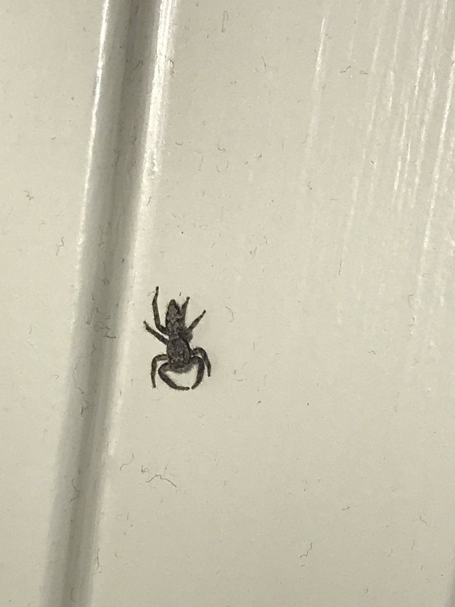 devonclifford's tweet photo. @RecluseOrNot Atlanta, GA, USA
Pretty sure this isn’t a recluse but any idea what it might be? https://t.co/MCb51u0Q6Z