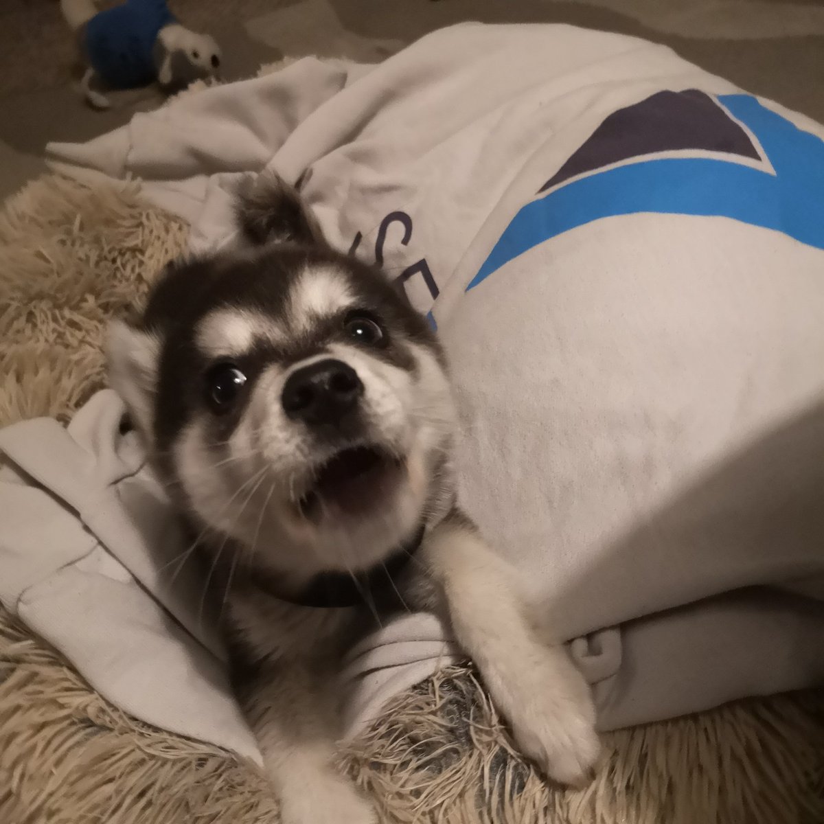 samiface @ home tweet media