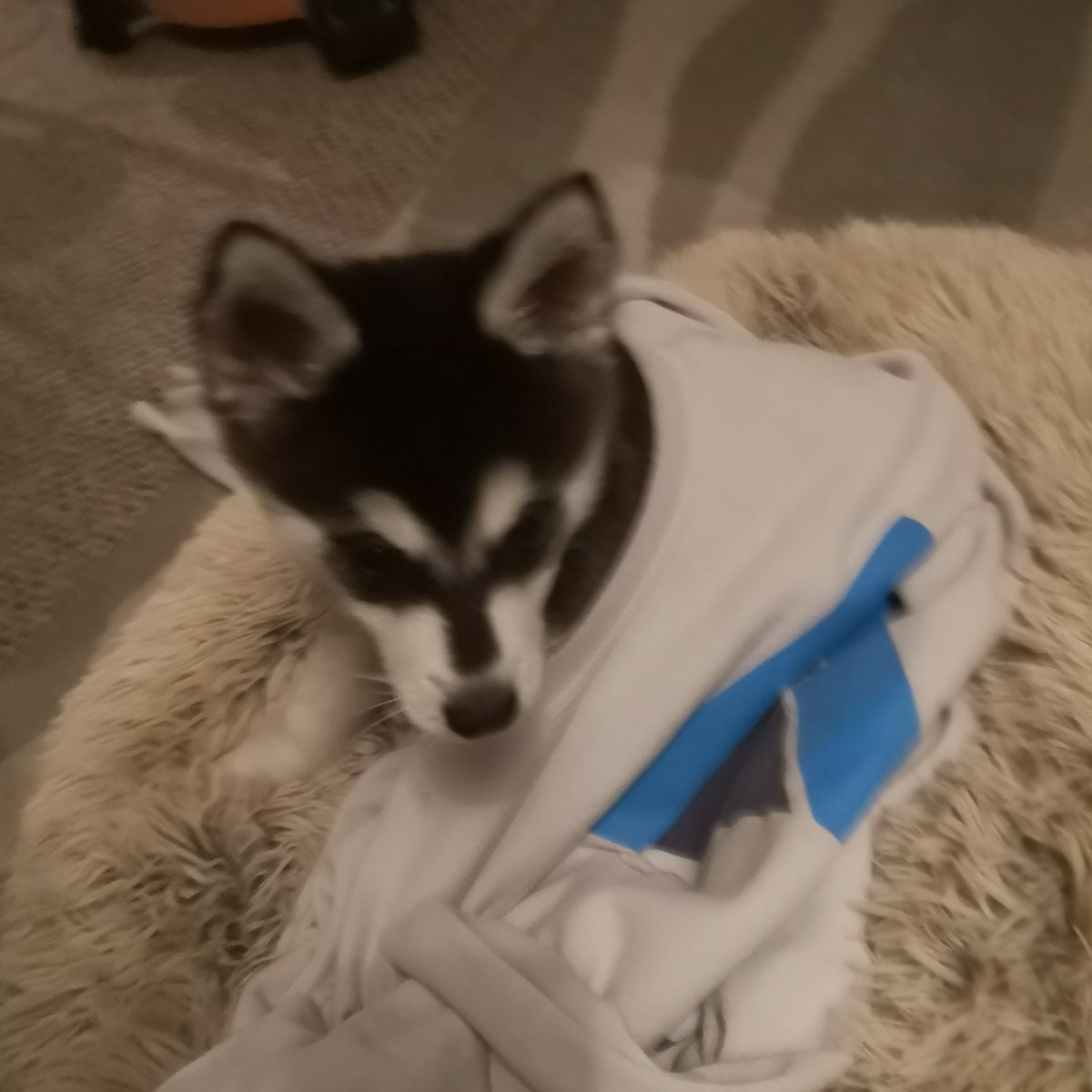 Dosia is a <a href="/Se7enTF2/">Se7en</a> fan btw, this is his favourite blanket ❤️