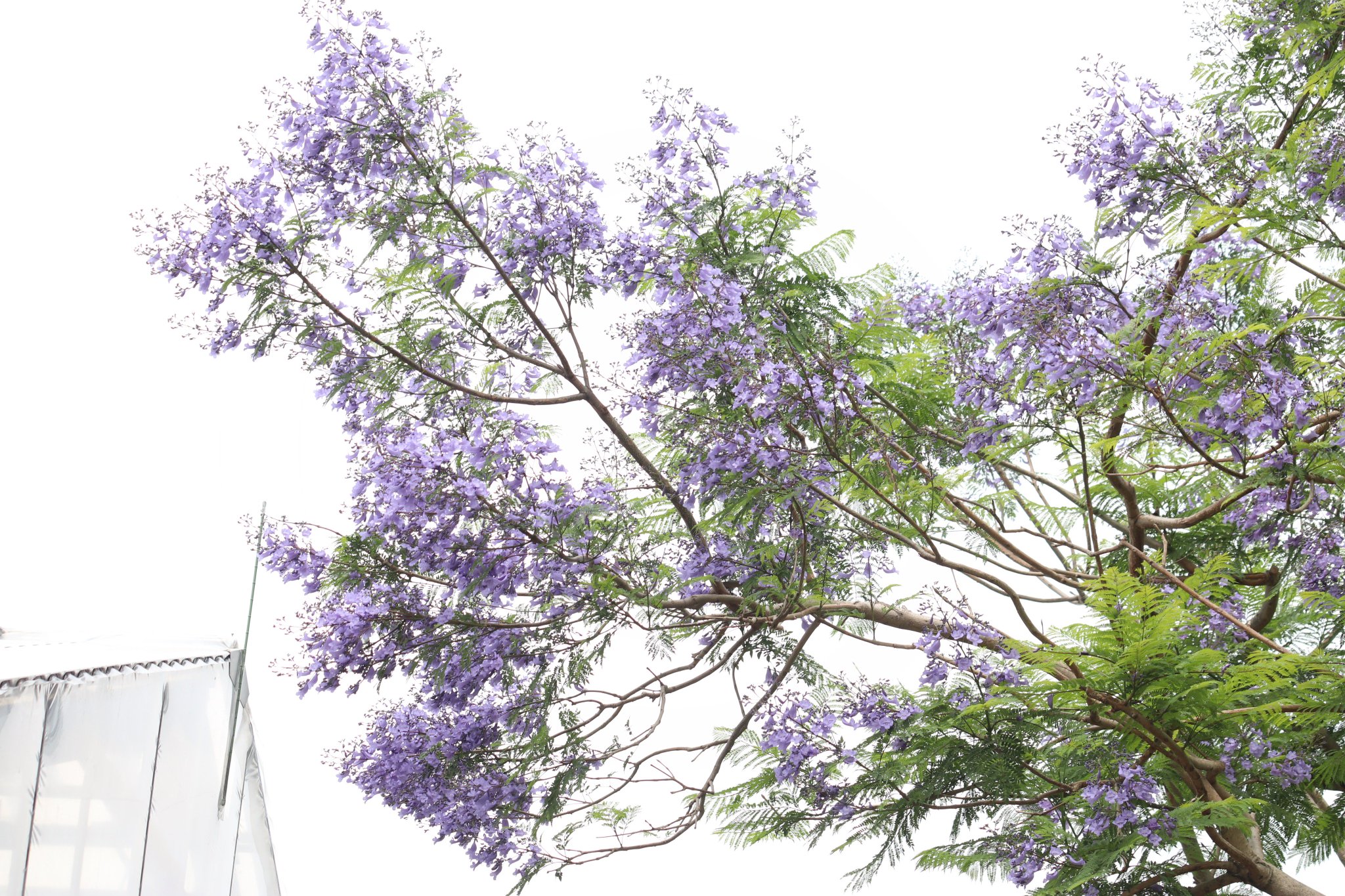 Twitter पर 咲くやこの花館 熱帯花木室の外にて ジャカランダ の花がたくさん咲いております 紫色の花に思わず見とれてしまいますね ジャカランダは世界三大花木の1つとされ 当館でも大人気の花木です ただいま見頃となっておりますので 是非お早めに Twitter पर 咲くやこの花館 熱帯花木室の外にて ジャカランダ の花がたくさん咲いております 紫色の花に思わず見とれてしまいますね ジャカランダは世界三大花木の1つとされ 当館でも大人気の花木です ただいま見頃となっておりますので 是非お早めに