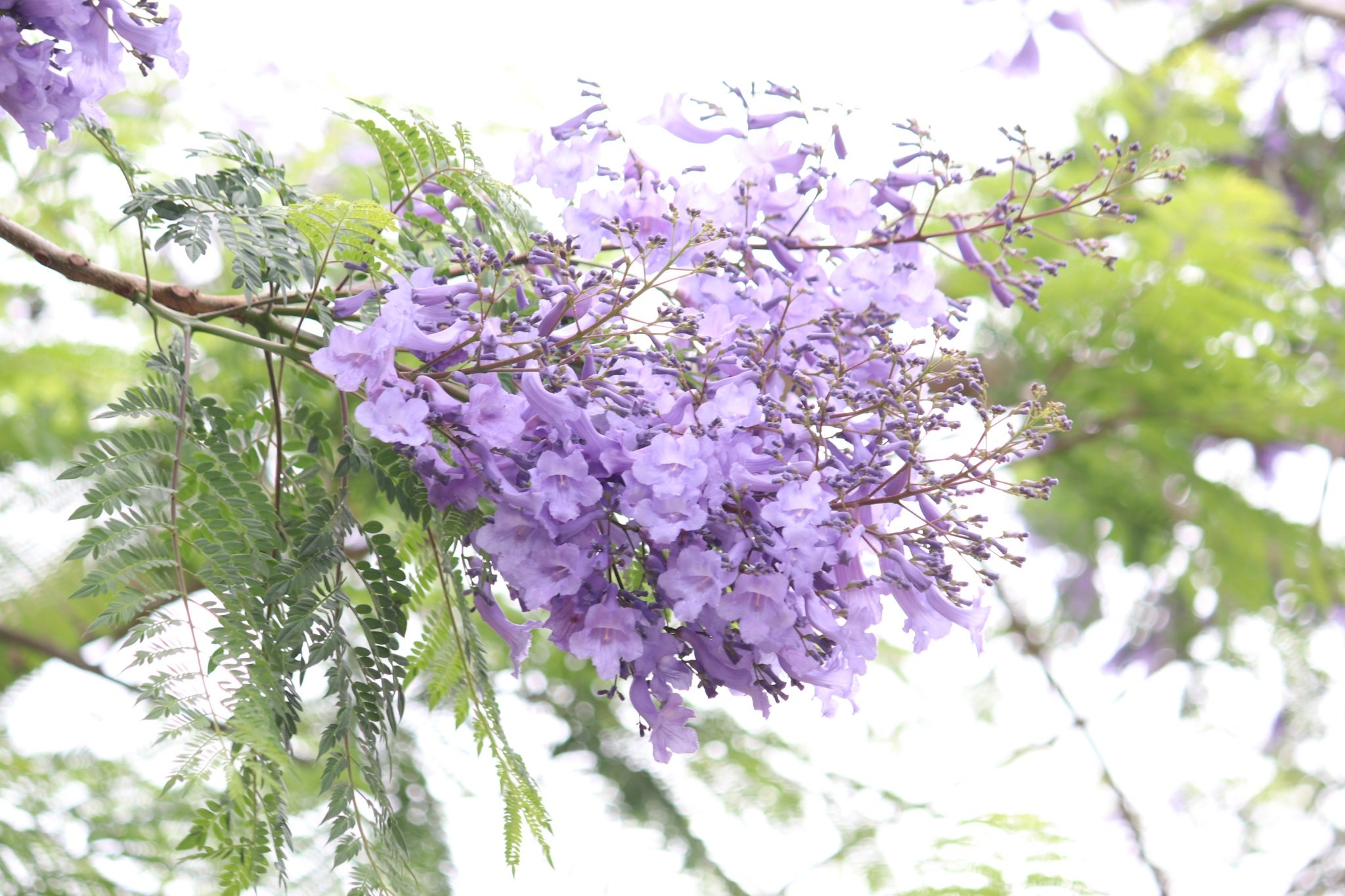 Twitter पर 咲くやこの花館 熱帯花木室の外にて ジャカランダ の花がたくさん咲いております 紫色の花に思わず見とれてしまいますね ジャカランダは世界三大花木の1つとされ 当館でも大人気の花木です ただいま見頃となっておりますので 是非お早めに Twitter पर 咲くやこの花館 熱帯花木室の外にて ジャカランダ の花がたくさん咲いております 紫色の花に思わず見とれてしまいますね ジャカランダは世界三大花木の1つとされ 当館でも大人気の花木です ただいま見頃となっておりますので 是非お早めに