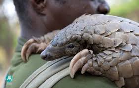 ___user13's tweet photo. Please Sign Petitions and donate to organizations that are dedicated to saving pangolins from extinction as a result of the high demand for pangolin scales and meat on the black market. #39canimals https://t.co/L6I9ZIPSpj