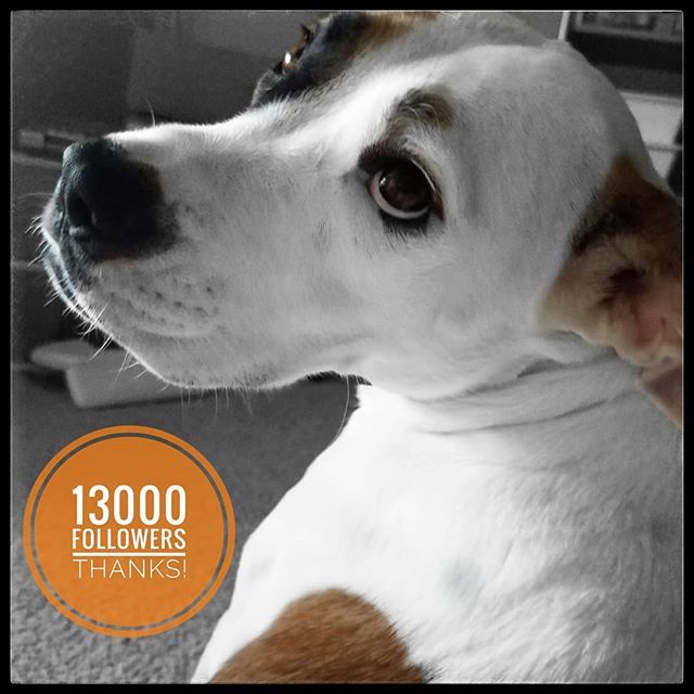 Wow. My simple #dream to dominate the internet is coming true. Thanks for all the follows, likes and doggo best wishes.
.
#bekind for everyone you meet is fighting a hard battle.
.
Support the Green New Deal and Carbon Pricing
.
.
 #muttsofinstagram #petstagram #boxador #ilo…
