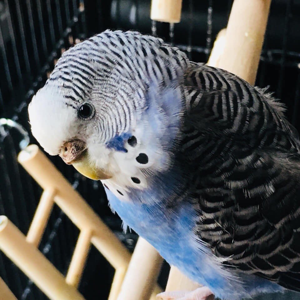 baroquecowboy's tweet photo. as mean as she is, scout is literally the cutest budgie that has ever lived..
#budgie #parront https://t.co/BdjtytuCFS