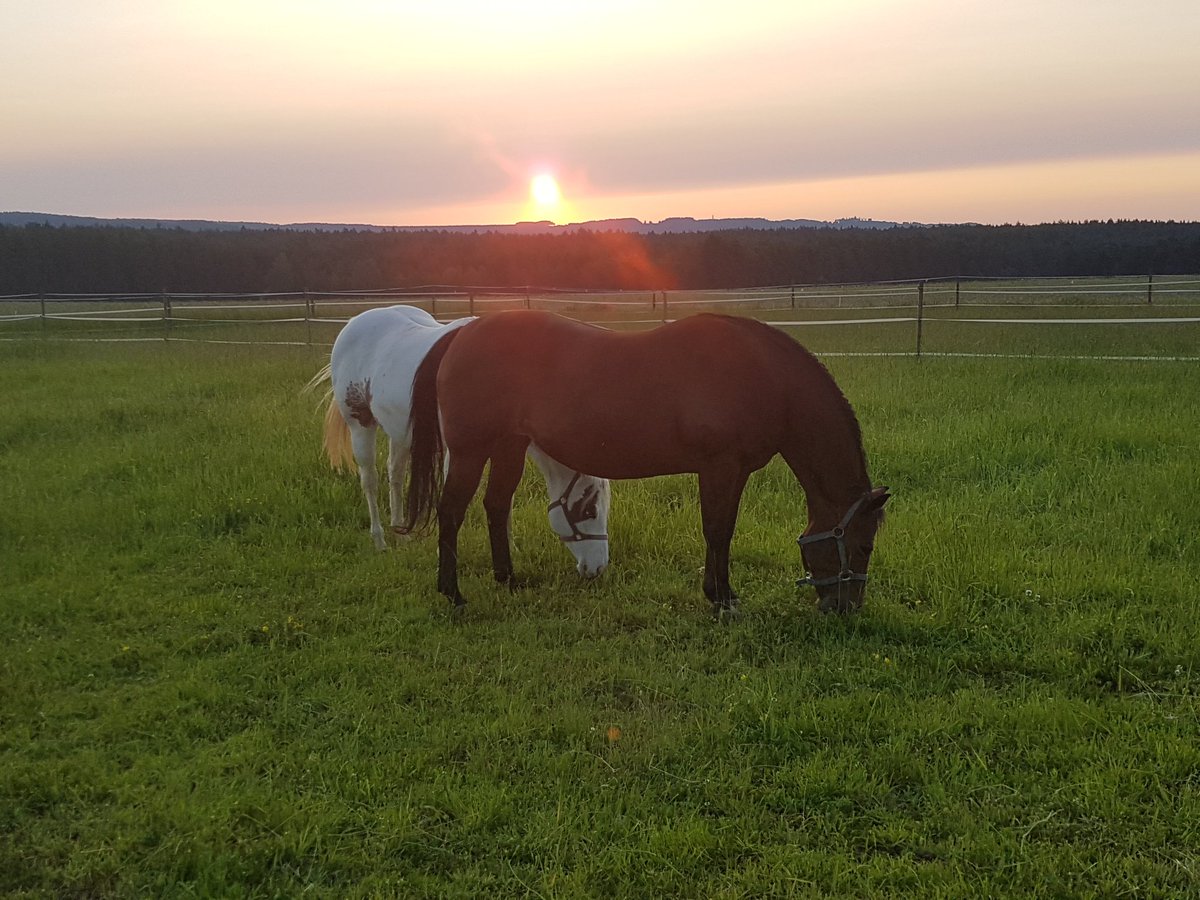 PerformanceVF's tweet photo. When the hottest day of the week is about to hit and your turn out time starts to be at the crack of dawn. 

#horses #farmlife #sunrise #Summer #nature #gottalovethem #morethanajob #horsepeople #apha #aphaproud https://t.co/Iu3zJMpAFS