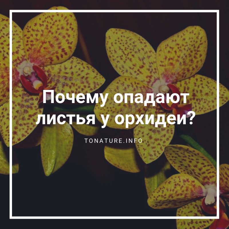 ПОЧЕМУ ОПАДАЮТ ЛИСТЬЯ У ОРХИДЕИ?

tonature.info/pochemu-opaday…

#toNatureInfo #КомнатныеРастения #Растения #Орхидеи #БолезниОрхидей #ВредителиОрхидей #ВыращиваниеОрхидей #Цветоводство