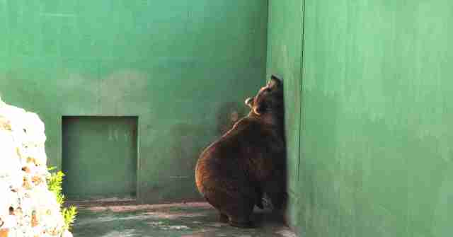 JiahangZhang4's tweet photo. #39canimals legislations have vaguely identified what zoos need to provide to the animals.Dr. Maślak suggested that the minimum requirement for bear captivity should be lift up and telling in detail about the facilities and substrates needed.https://t.co/Cr8vZRtbjS https://t.co/BoGhUAkjxE