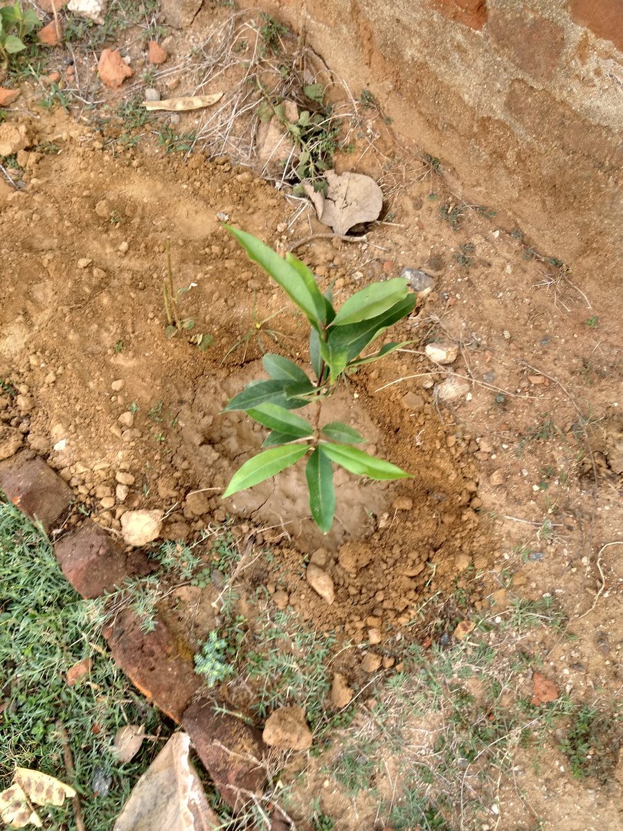 AlakJha's tweet photo. @narendramodi @PMOIndia  sir please visit us bless us this will motivate others too #gardening #plantation #greeningplanetearth @nitingadkari14 @goodwillpublicschool dist Bokaro https://t.co/9DqZ5riTl0