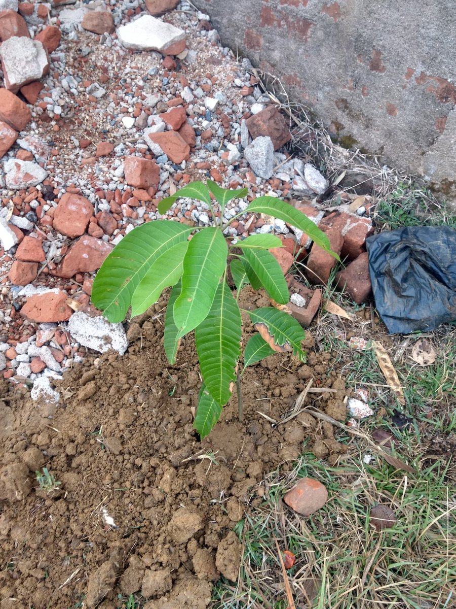 AlakJha's tweet photo. @narendramodi @PMOIndia  sir please visit us bless us this will motivate others too #gardening #plantation #greeningplanetearth @nitingadkari14 @goodwillpublicschool dist Bokaro https://t.co/9DqZ5riTl0