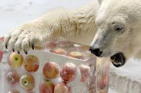 JiahangZhang4's tweet photo. #39canimals  The environmental enrichment is very important for the welfare of the bears that is dependent on the zookeepers. Polar bears are even more sensitive with requirement of larger space and better facility to satisfy their diverse needs. https://t.co/v4EZCzHsxu. https://t.co/KoyqlDFxdb