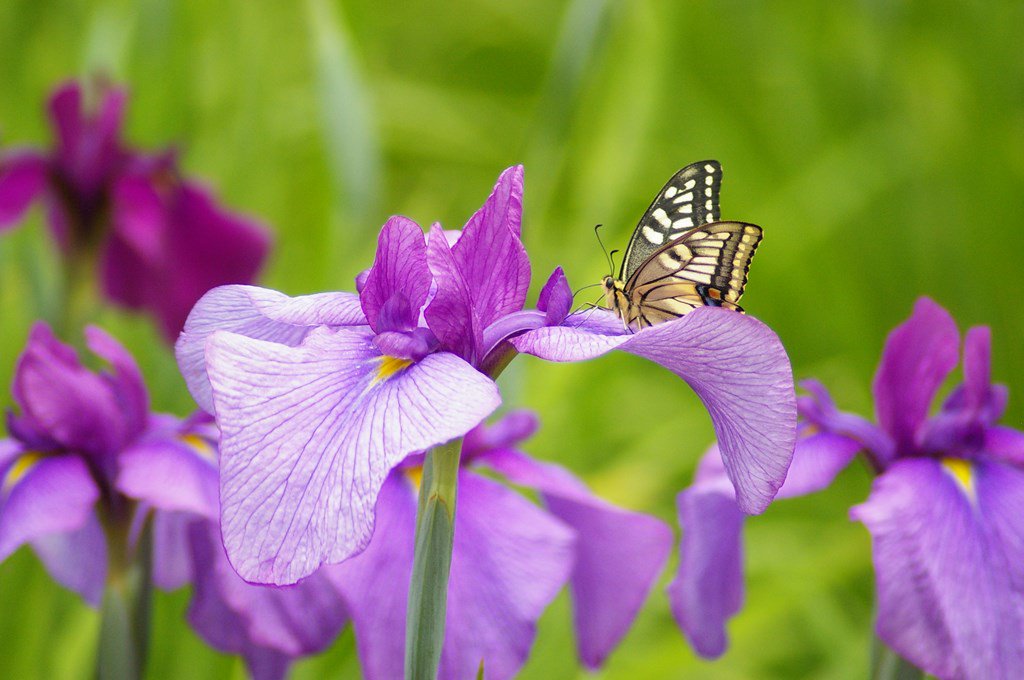 hourounotabibit's tweet photo. 今日も織部の里公園へ。
#PENTAX #K100Ds #花菖蒲 #キアゲハ #織部の里公園 https://t.co/c6NOlYZcAv