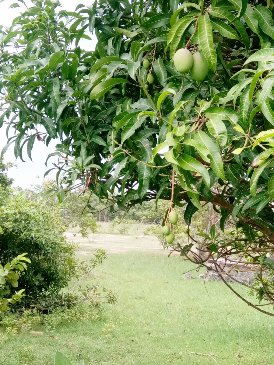 Phoenixdevelop3's tweet image. #eidmubarak #phoenixdevelopers #90rspersqft #farmlandinkanchipuram #farmland #farmlandinkanchipuram #lowbudgetfarmland #lowbudjetfarmlandinkanchipuram
#farmhouse #nearbyfarmland #phoenixkanchifarms just 90 Rs per sq.ft contact number vinoth:8608412803