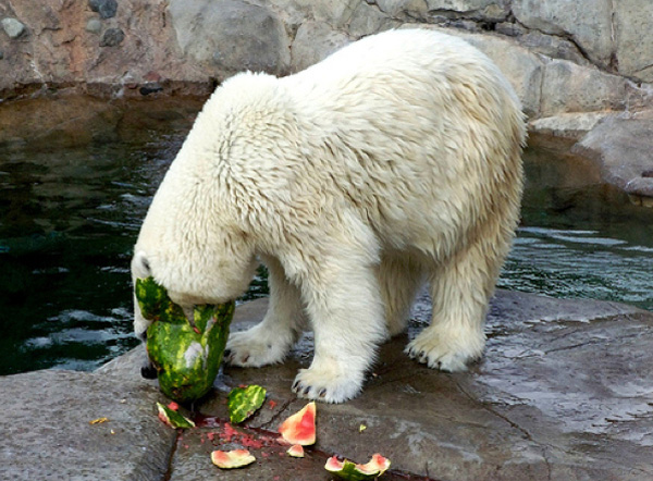 JiahangZhang4's tweet photo. To reduce the health issue of unbalanced nutrition and the stereotypical behavior of polar bears, they need to provide ice blocks with food, whole cucumbers or melons, branches, honey, ketchup or mayonnaise smeared in or on traffic cones or buckets, food which floats.#39canimals https://t.co/G7EfFJJpF9