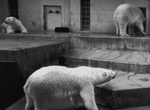 JiahangZhang4's tweet photo. #39canimals “ collecting photograph, videos and information” By reporting the polar bears that are subject to the terrible environment to organizations, the polar bear may have the chance to move into a better facility. https://t.co/rKbHXx9ViO https://t.co/4BXLlkwsAK