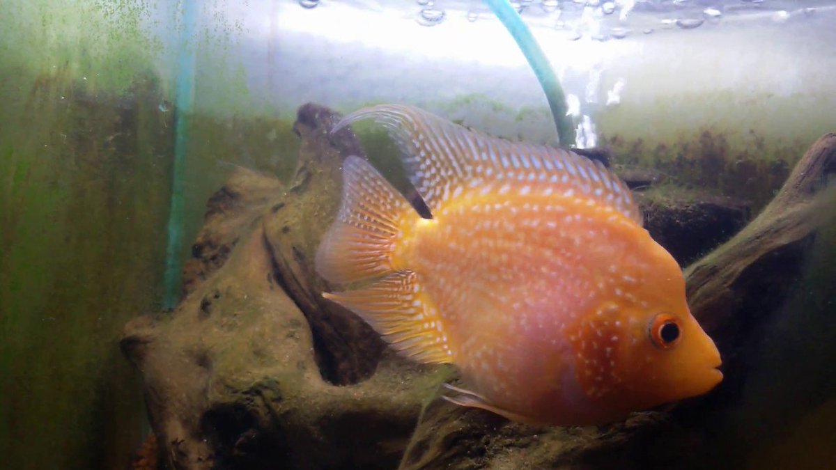 FancyAquariumIN's tweet photo. ALBINO SHORT BODY FLOWERHORN is one of the best #ORNAMENTAL fish
Buy this fish from https://t.co/vU7JWhuEB8  
See Video https://t.co/tajudph70N … …
#EidMubarak #WorldEnvironmentDay #WorldEnvironmentDay2019 #EidUlFitr #eidulfitr2019 #eidmubarak2019  @TotalFishnPets @NMAPlymouth https://t.co/XfFJMXyHjC