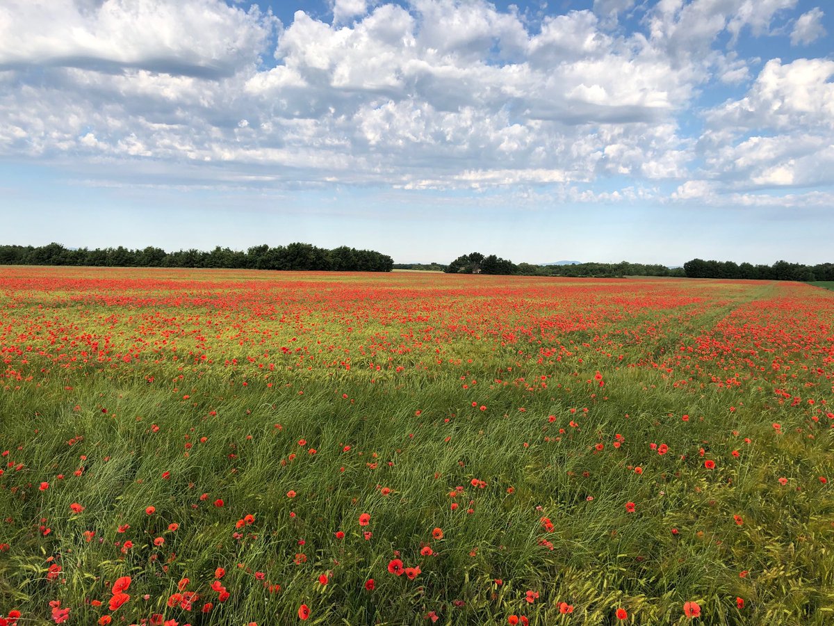 serge_vernet's tweet photo. A vous en voulez des coquelicots ? Et bien vous allez en bouffer des coquelicots et que ça vous files la chiasse ⁦@nousvoulonsdes1⁩ https://t.co/idlzxulj3I