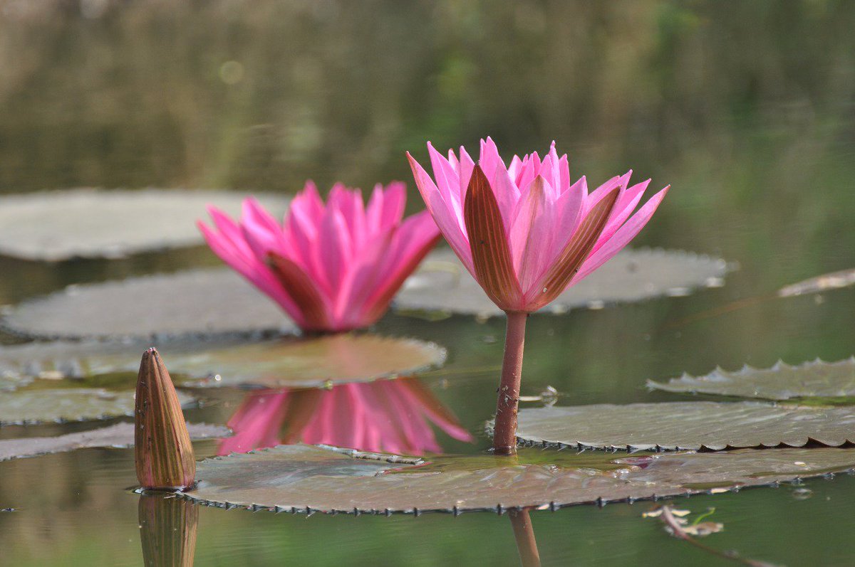 #NatGeo #Flowers #Lotus