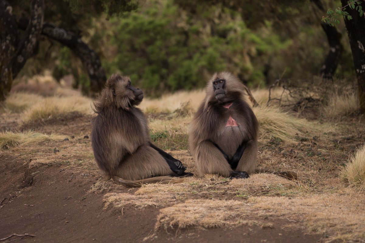emmajonestog's tweet photo. Even #gelada like a good gossip!
#ethiopia #simienmountains #bleedingheartmonkey #travel 
#travelphotography #ethopianhighlands #wildlife #wildlifephotography https://t.co/mZTqTOiedO