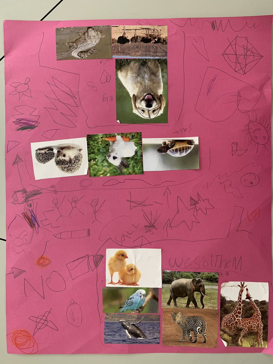 misshill2020's tweet photo. Yesterday we started exploring sorting within my maths GTPA unit - the students made posters and sorted a range of different animals. These kids constantly amaze me with their brilliant ideas! #foundation #ACUedu_p https://t.co/CceowEdhnc