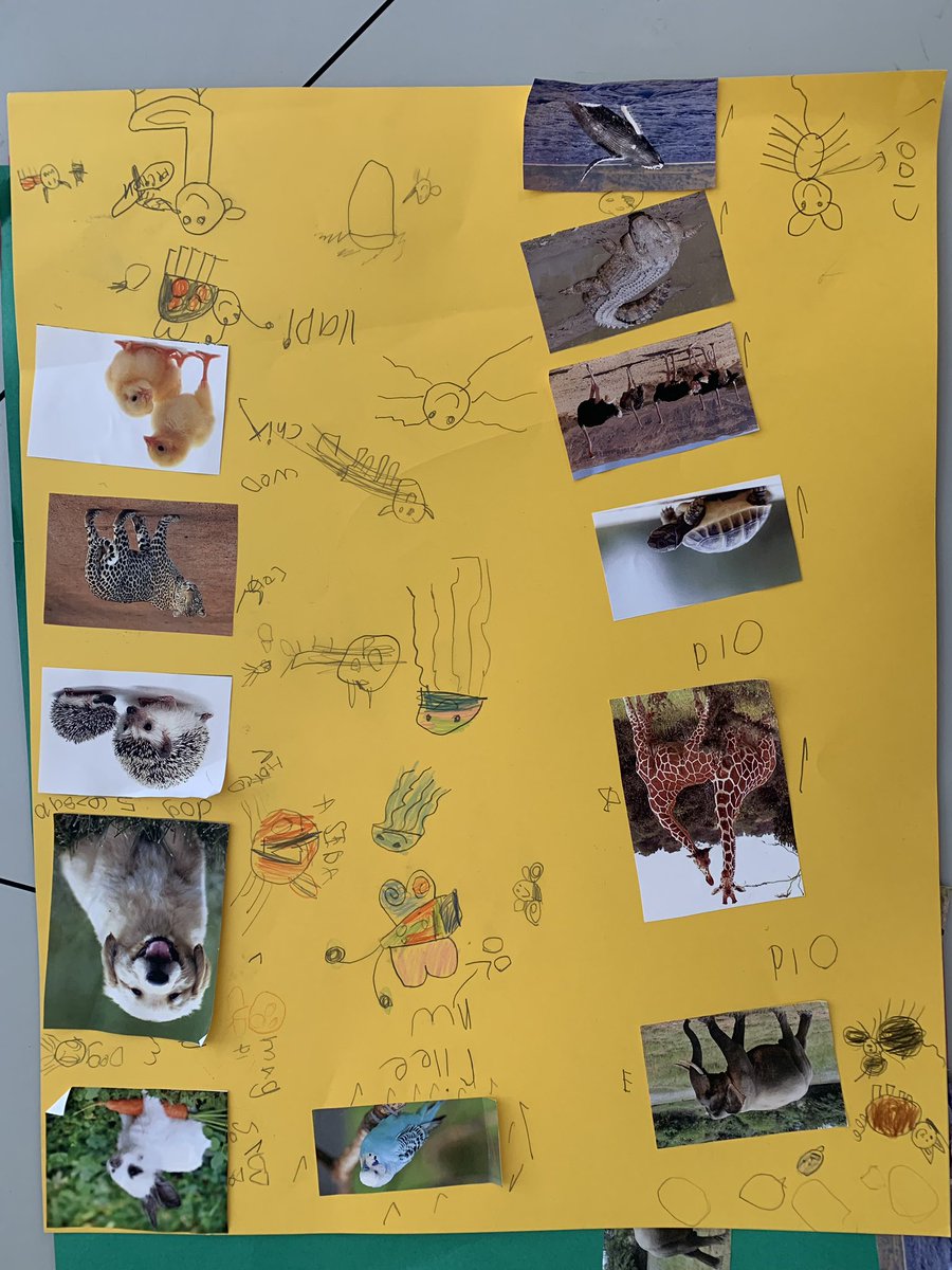 misshill2020's tweet photo. Yesterday we started exploring sorting within my maths GTPA unit - the students made posters and sorted a range of different animals. These kids constantly amaze me with their brilliant ideas! #foundation #ACUedu_p https://t.co/CceowEdhnc