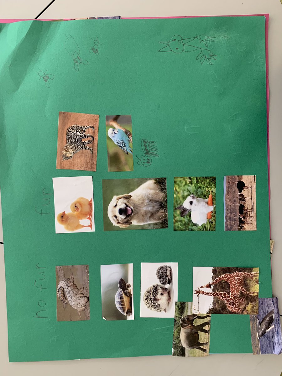 misshill2020's tweet photo. Yesterday we started exploring sorting within my maths GTPA unit - the students made posters and sorted a range of different animals. These kids constantly amaze me with their brilliant ideas! #foundation #ACUedu_p https://t.co/CceowEdhnc