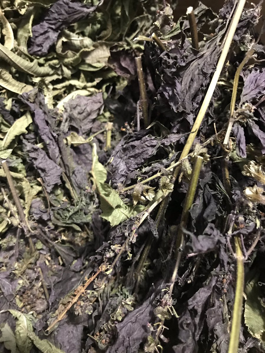 salutationhotel's tweet photo. Our hand picked and packed lemon verbena tea #tea #lemonverbena #handmade #gardens #rhsgarden #packagingdesign https://t.co/OHY2ZtzuJ1