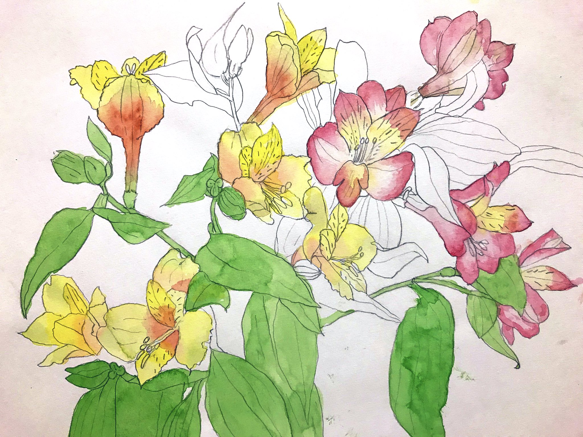 تويتر みゃう 𝗠𝘆𝟰𝘂 على تويتر 小学生の時は透明水彩で花の絵描いてました 今もう水彩絵描けない T Co Gp71eounme