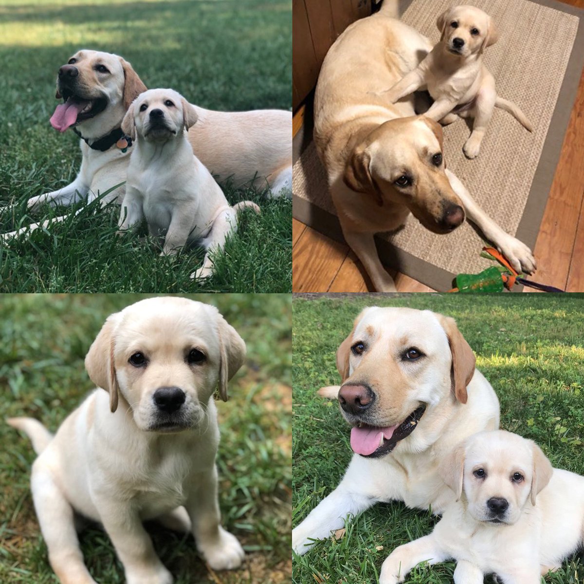MaryRuthBooks's tweet photo. Meet Milo and Duncan - Danny and Norman SUPER FANS!
Amy Gauntt from Williamsburg-James City County Schools says, "My students LOVE #Dannybooks and it helps that I have a real live Danny and Norman at my house (Milo & Duncan)!" #WJCCSchools #dannynorman #miloduncan #maryruthbooks https://t.co/uKQ5dDfLvV