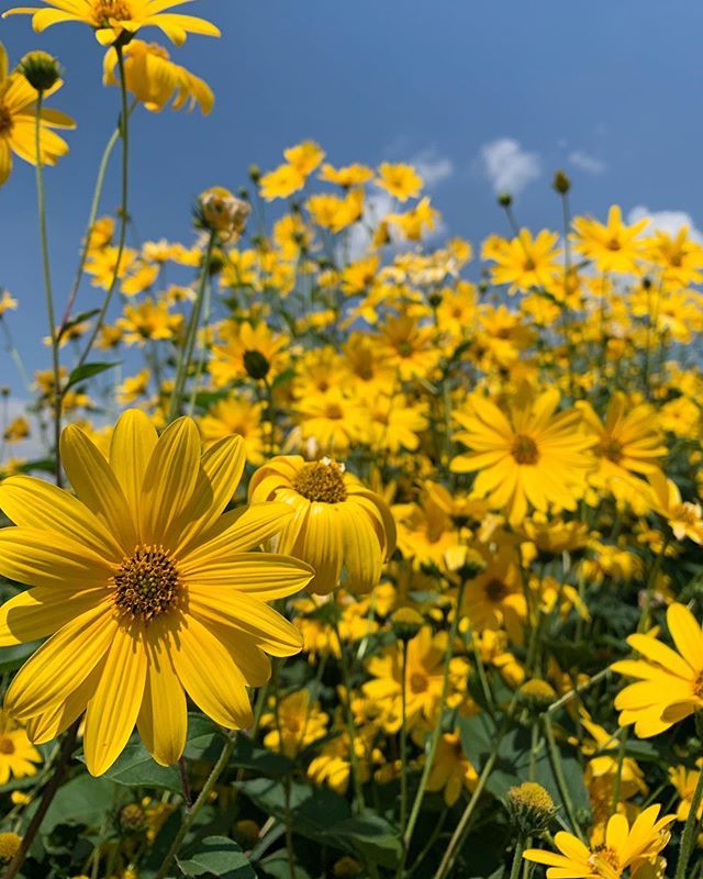 It’s World Environment Day today! 🌍🌳 it’s a day to create awareness and driving change into the world around us☀️ what small things can you change in your life to help out the environment?🌊 #tree #worldenviromentday #leafygreenscafe #farmtotable #glutenfree #pollution #save …