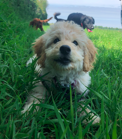 FurryTailsTrain's tweet photo. Check out our blog about solo puppies

https://t.co/niRqfgp8zK https://t.co/Z1uQ1JXqii