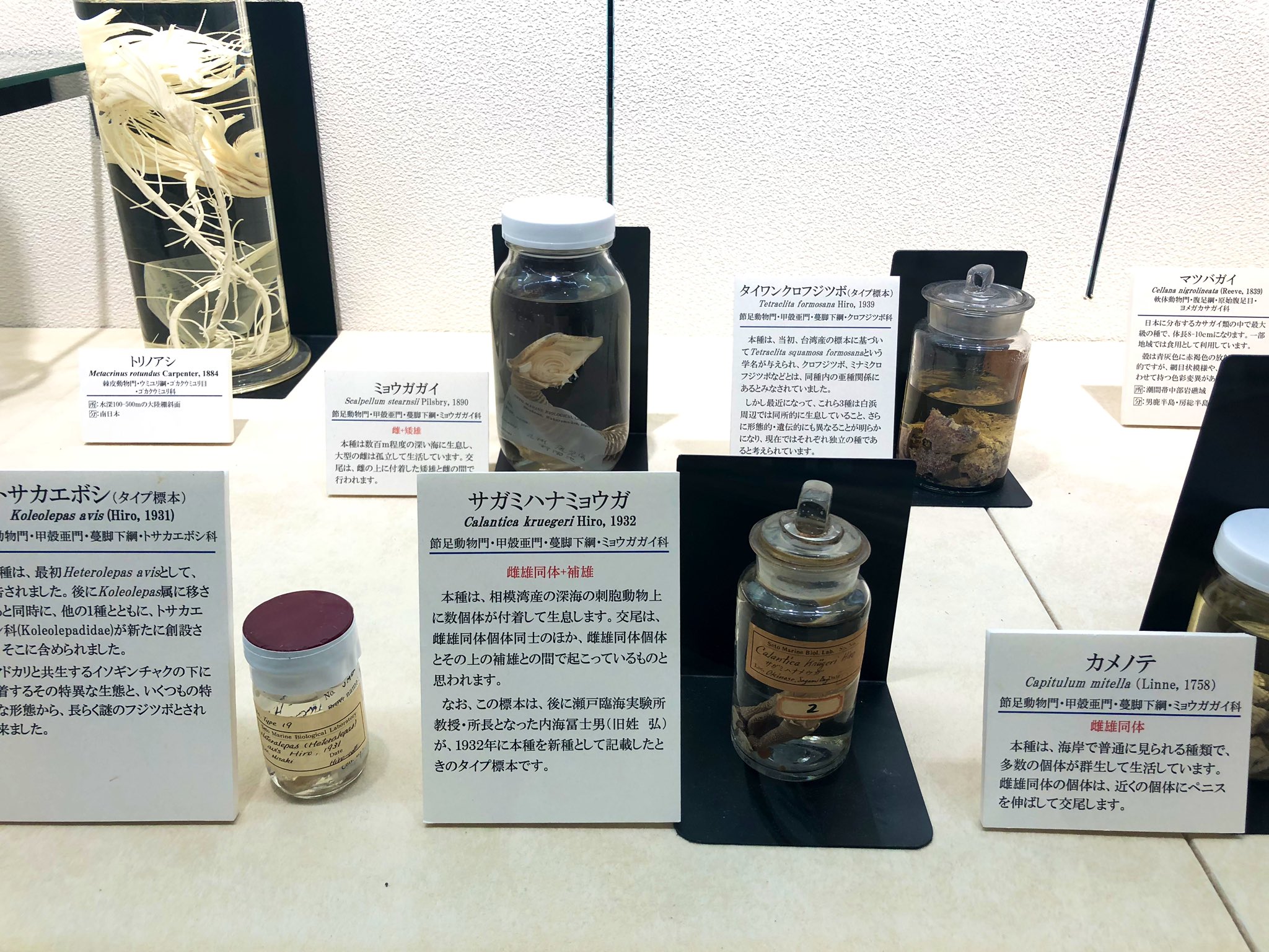 ツノゼミ入荷しました - うみねこ博物堂