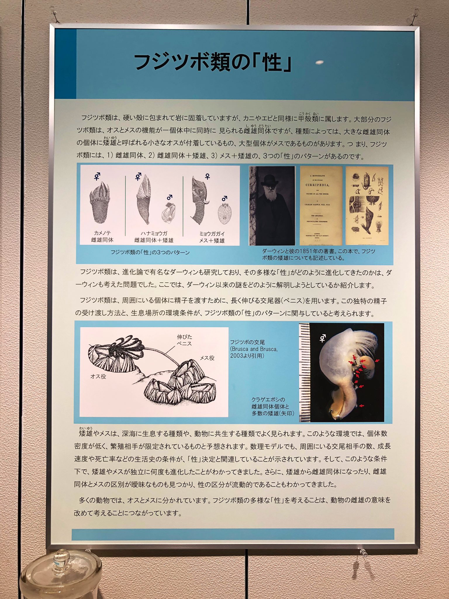 ネイチャーテクニカラー いきもん公式 على X: 
