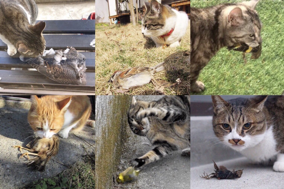 虫時雨𓆧 على تويتر ご存じですか イエネコはワーストクラスの侵略的外来生物です 毎日凄まじい数の野生生物を殺しています 人間の自然破壊を上回るとする研究結果もあります 愛猫家は事実を認めてください ノネコ 不適正飼育 野生生物はネコのご飯じゃ