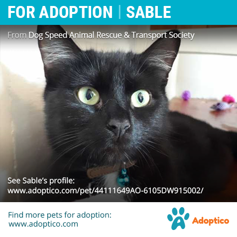 adoptico's tweet photo. Meet pretty Sable who is looking for a new family. Take a closer look at her profile:

https://t.co/j1EeJK9Q11

#catForAdoption #forAdoption #catAdoption #petForAdoption #petAdoption #ontario #pet #cat #handsome #adoption #adoptico #cute #beautiful #adorable #arthur https://t.co/4Aq3cvAB98