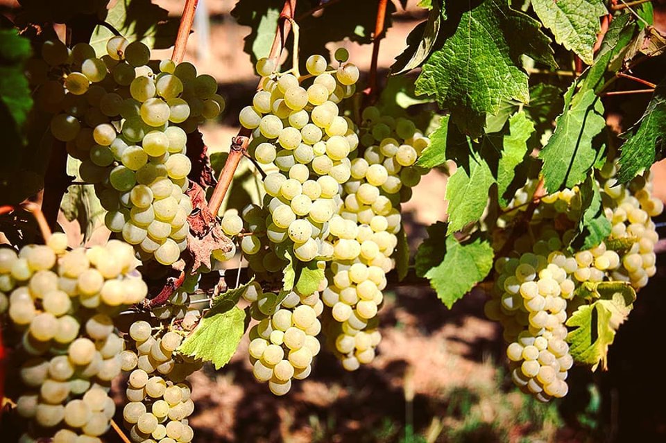 officialvidravi's tweet photo. La nostra uva, trattata esclusivamente con metodi biologici 🙂
Seguiteci anche su Instagram e Facebook!
https://t.co/K7BVn73xtO                   
https://t.co/GD3lrtXEoF …
#roero #piemonte #langhe #arneis #nebbiolo #vidravì https://t.co/mdEPJpMwT2