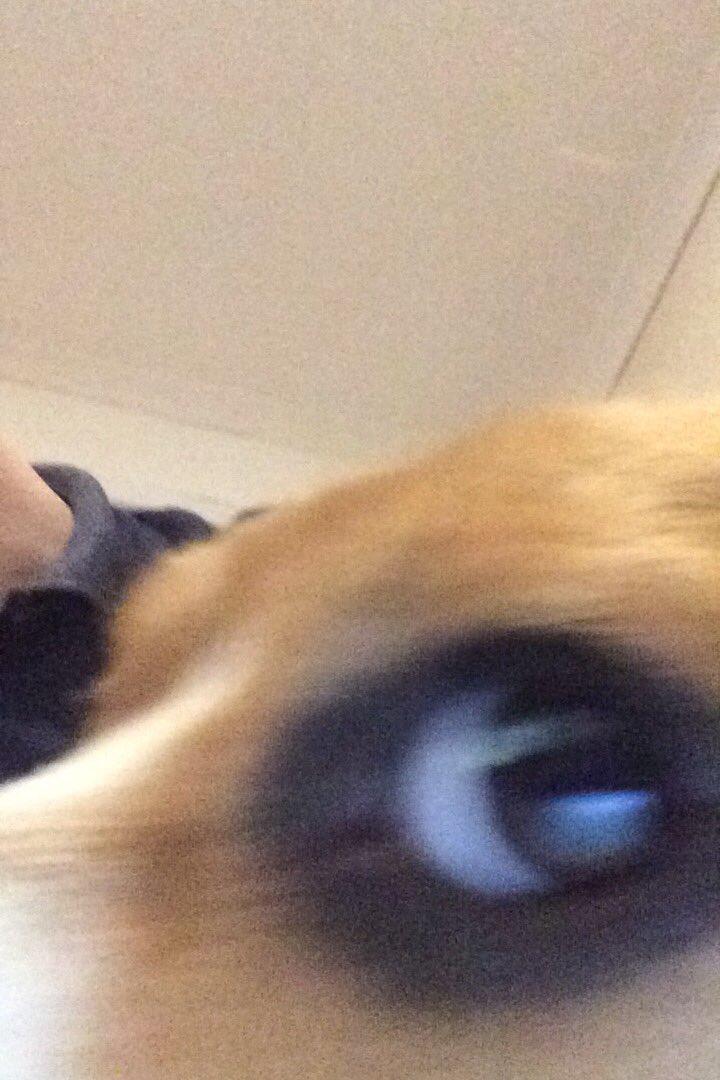 / / heres a photo of my dog without any context