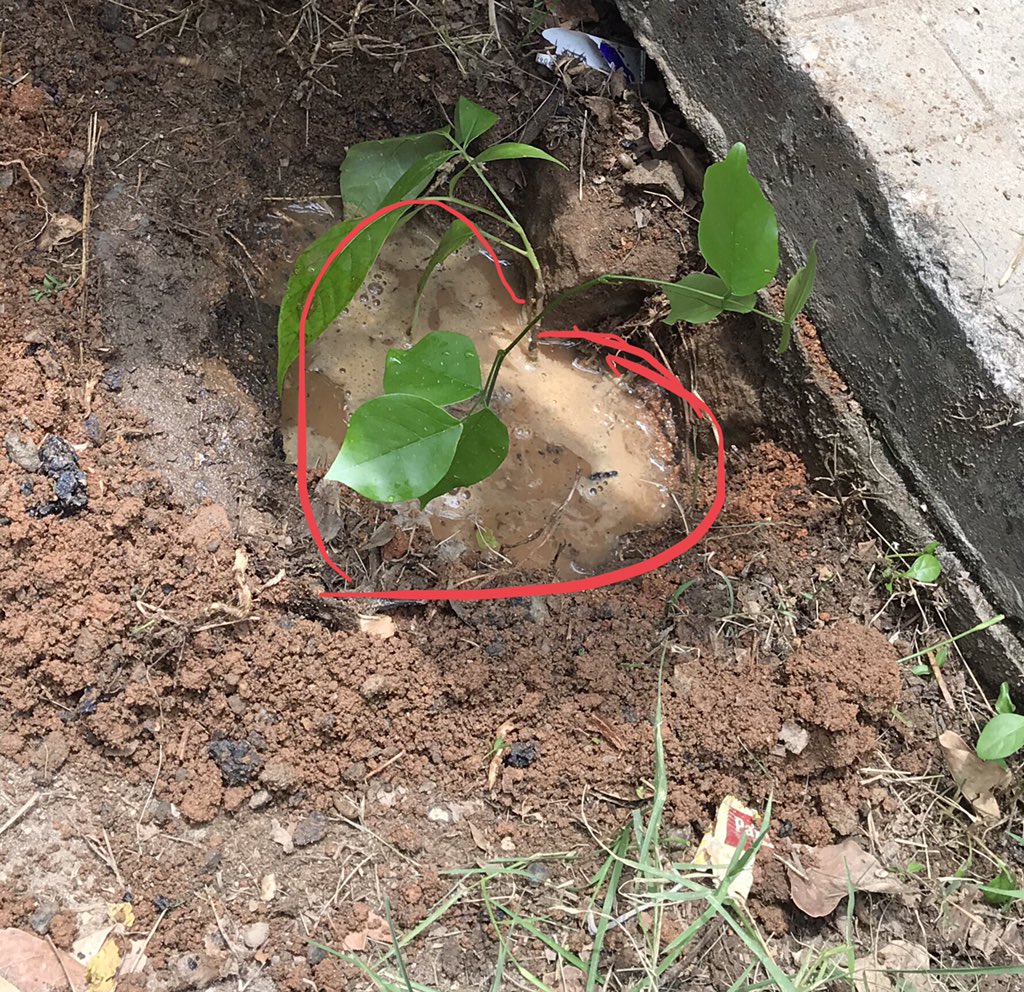 aanandita's tweet photo. We planted a few of these babies close home. Call me if you need saplings for honge/avenue tree. #lovetrees #avenuetrees #honge #plantasapling #worldenvironmentday2019 https://t.co/dMhxq8ZXm0