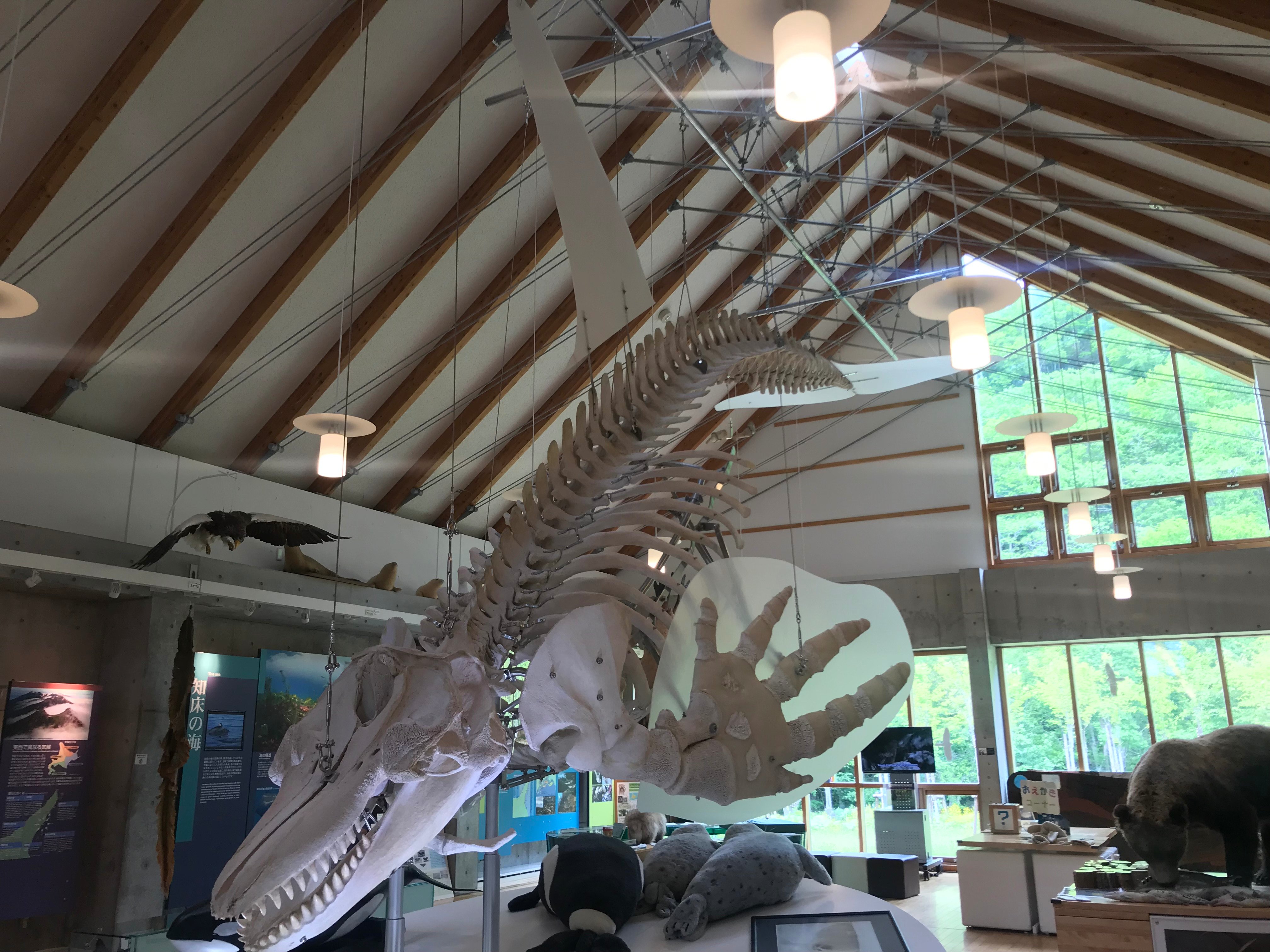 知床羅臼ビジターセンター 羅臼の海のクジラ展 羅臼ビジターセンターでは海の王者シャチの骨格標本を展示しています このシャチはどのような経緯で標本になったのでしょうか 胸が熱くなるストーリーは特別展示 羅臼の海のクジラ展 で当時の貴重な写真